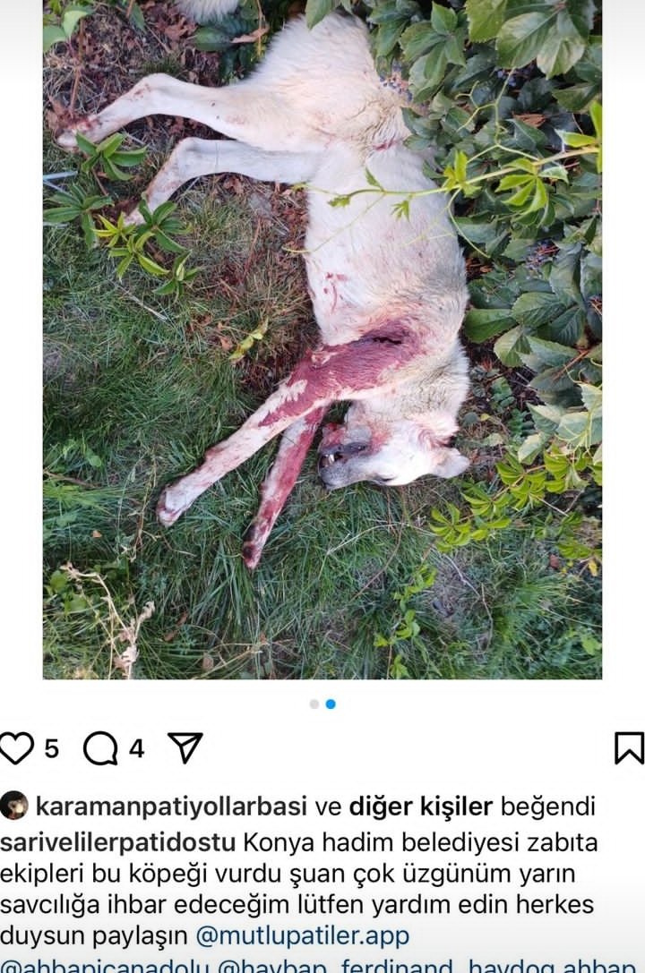 Konya zabıtası köpeği vurmuş Allah topunuzun belasını versin inşallah da kurtulalım sizi ne zaman göreceksiniz Bu katliamı Allahsız Kitapsızlar