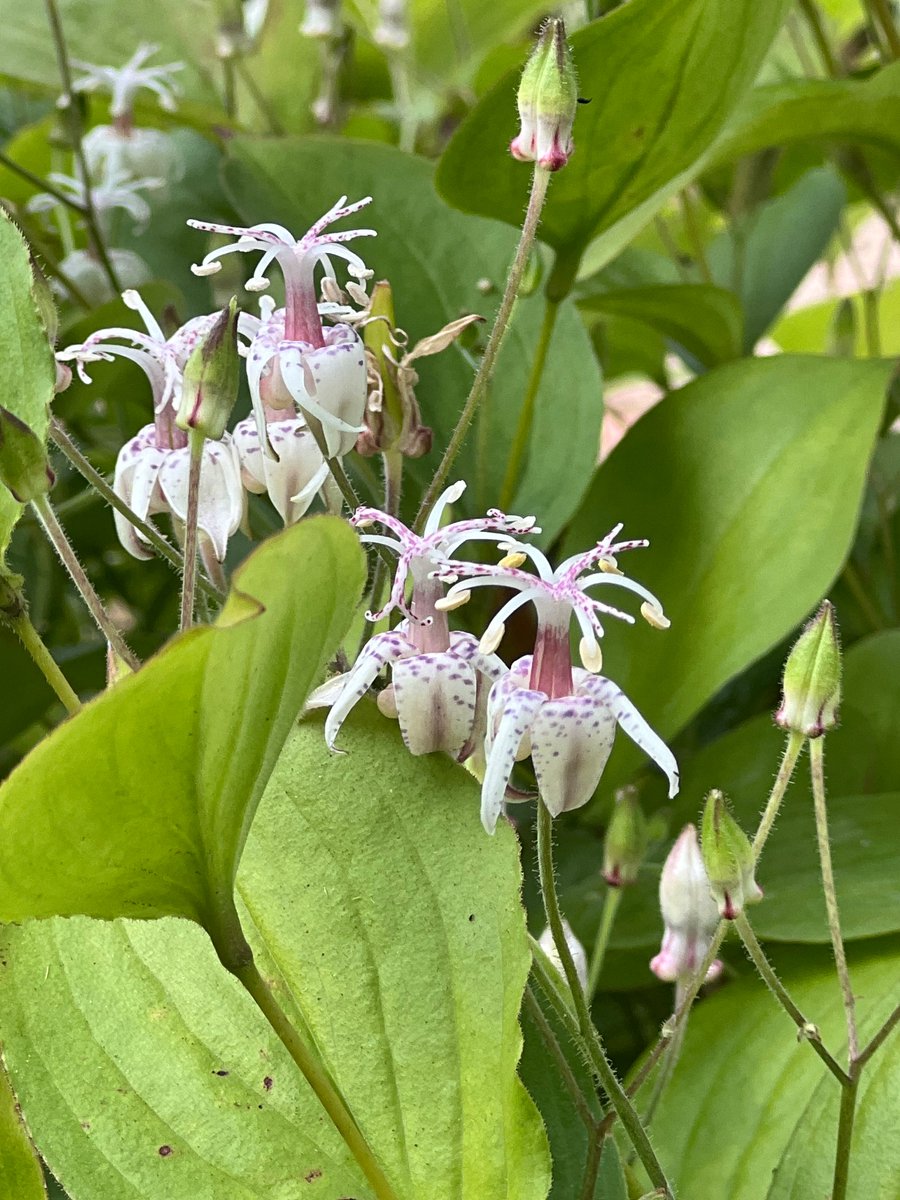 soyoung_lee's tweet image. 그리고 오늘 만난 숲속의 꼴뚜기 (뻐꾹나리)