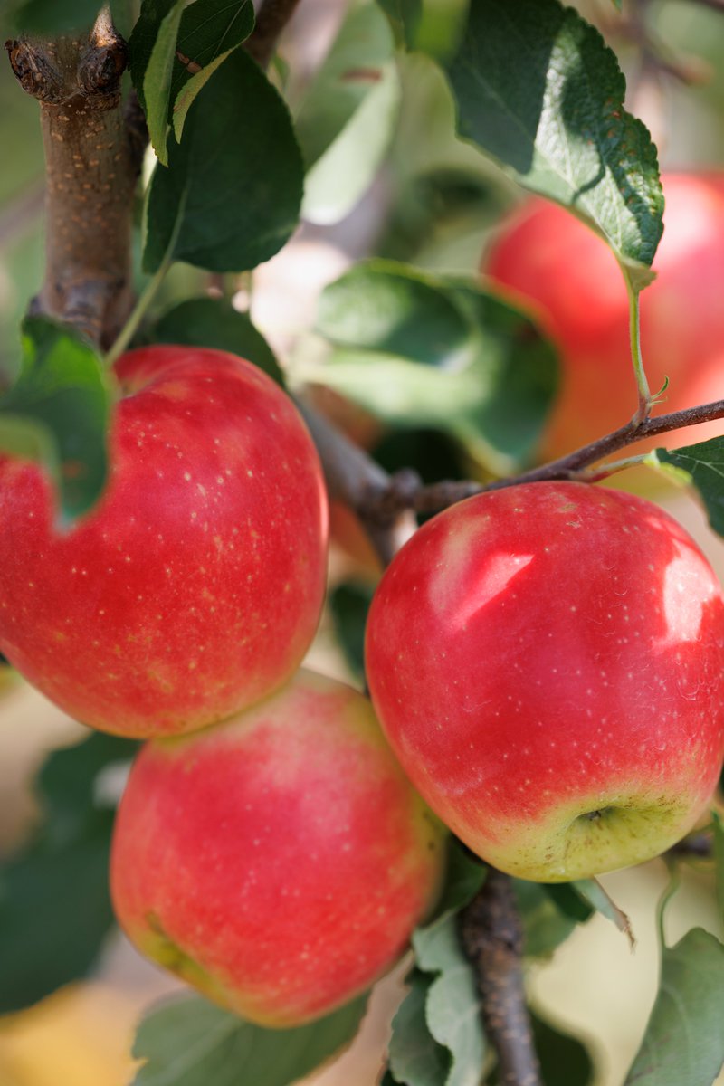 りんごページ まるかじりんご ミニりんご Sサイズ 小玉 減農薬 信州りんご飯綱