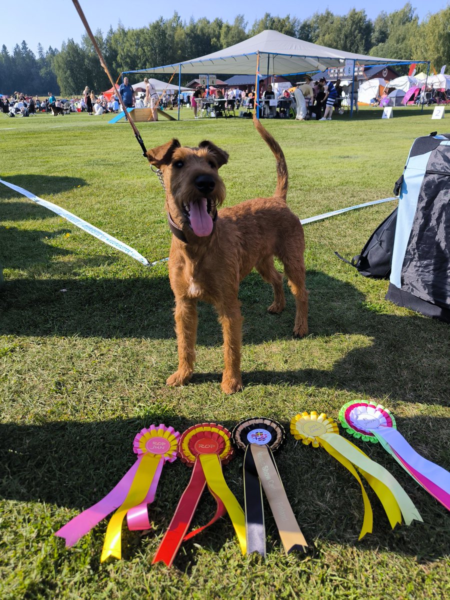 TiinaKeskimki's tweet image. Kauhukakara #Remu:lla oli varsin menestyksekäs päivä sunnuntaina Tuomarinkylässä. ❤️