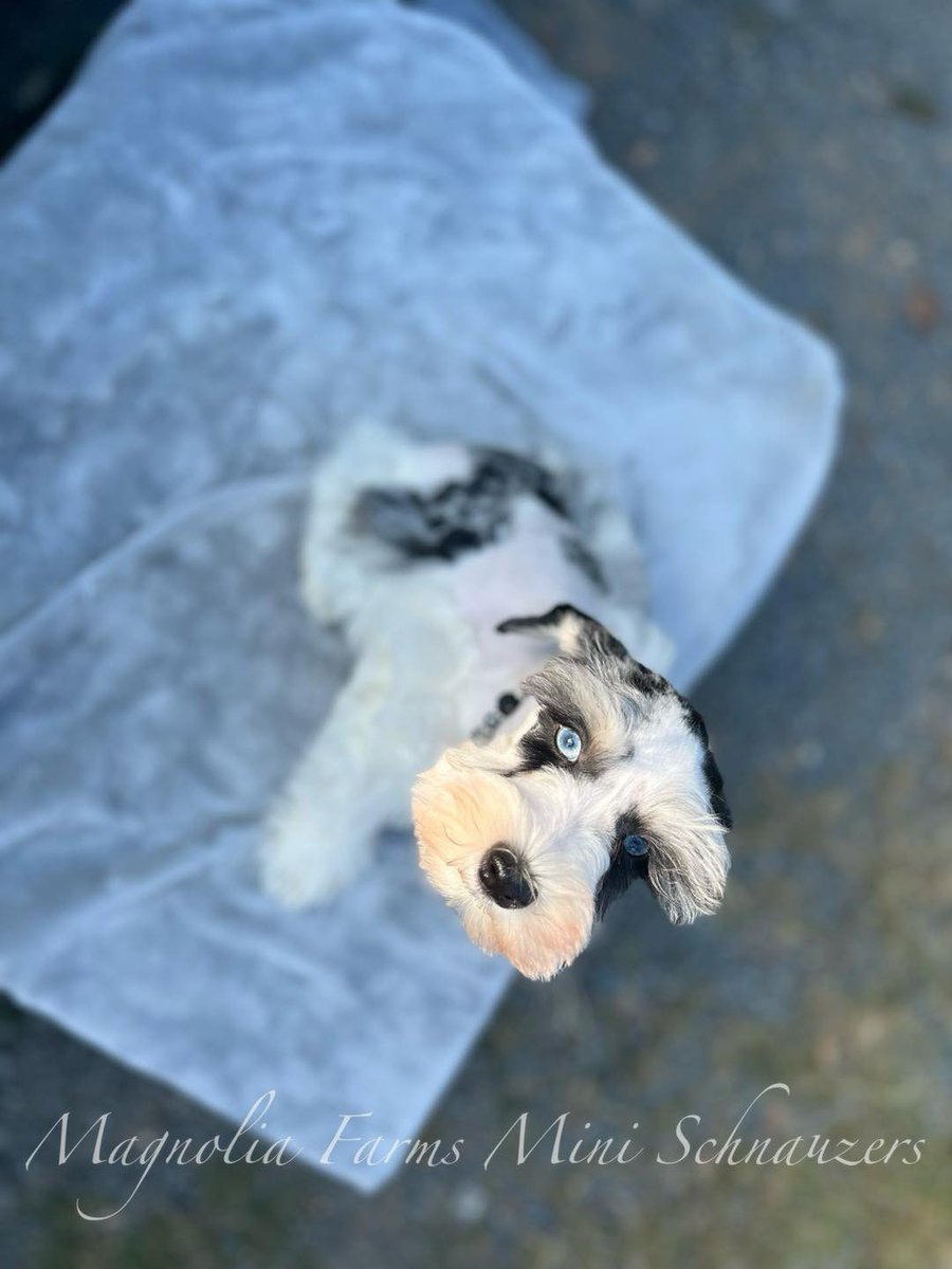 FarmsPaws's tweet photo. Such a beautiful boy #miniatureschnauzer #schnauzer #miniatureschnauzersofinstagram #miniatureschnauzers #miniatureschnauzerpuppy #puppy #dog #pupfluencer #dogfluencer #dogsofinstagram #puppylove #puppylife #puppygram #puppiesofinstagram https://t.co/YGMxhOWm5K