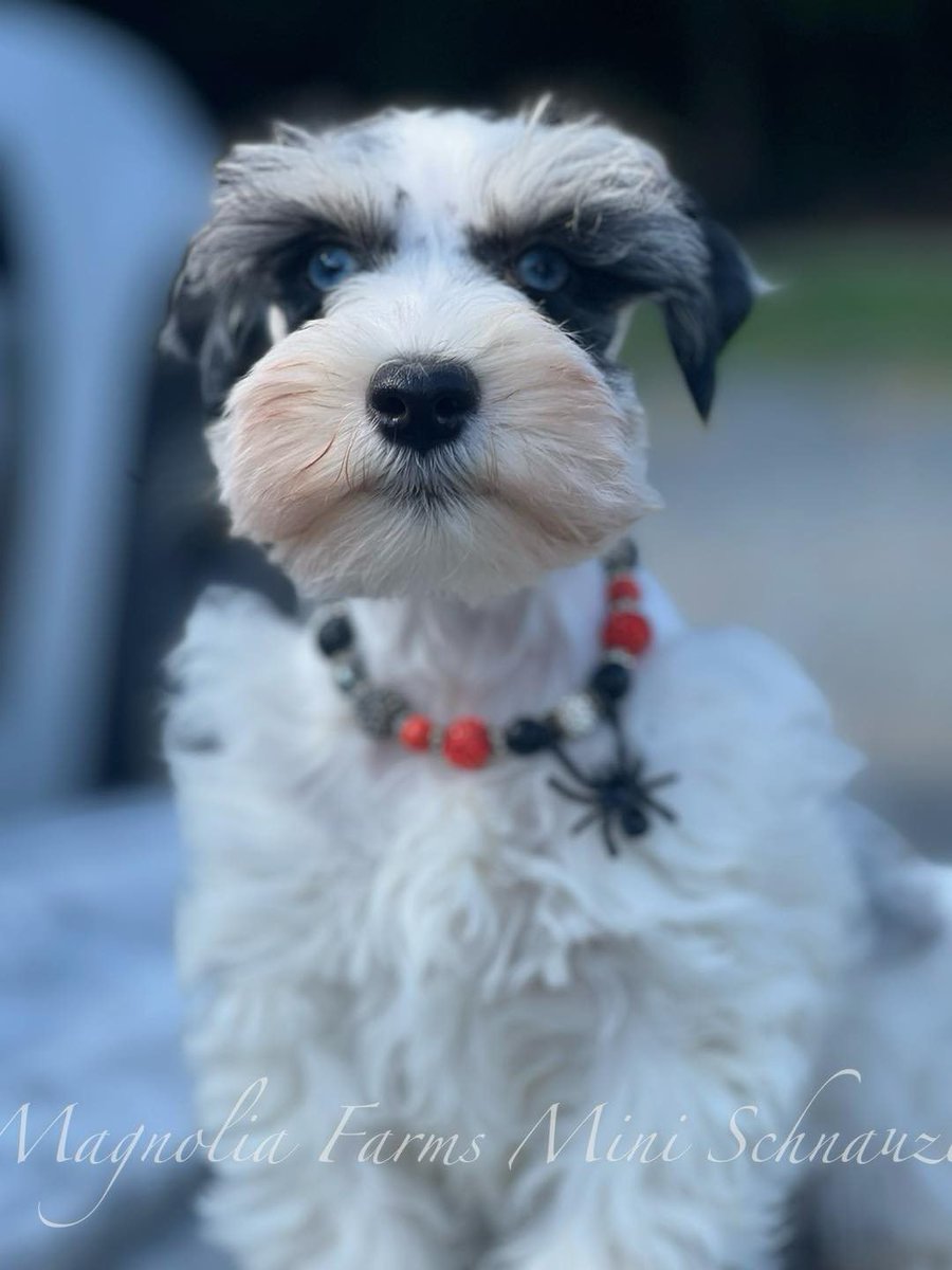 FarmsPaws's tweet photo. Such a beautiful boy #miniatureschnauzer #schnauzer #miniatureschnauzersofinstagram #miniatureschnauzers #miniatureschnauzerpuppy #puppy #dog #pupfluencer #dogfluencer #dogsofinstagram #puppylove #puppylife #puppygram #puppiesofinstagram https://t.co/YGMxhOWm5K