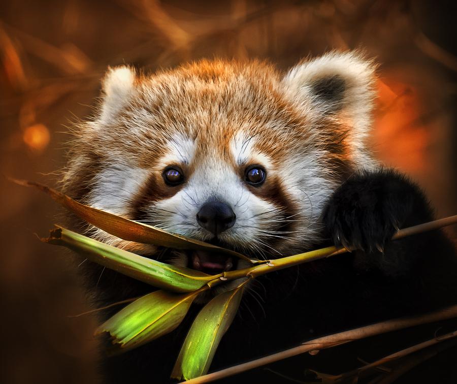 RedPandaEveryHr's tweet photo. https://t.co/66SiYmQcz4
