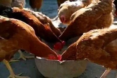 AGRONOMME 🇷🇼 tweet media