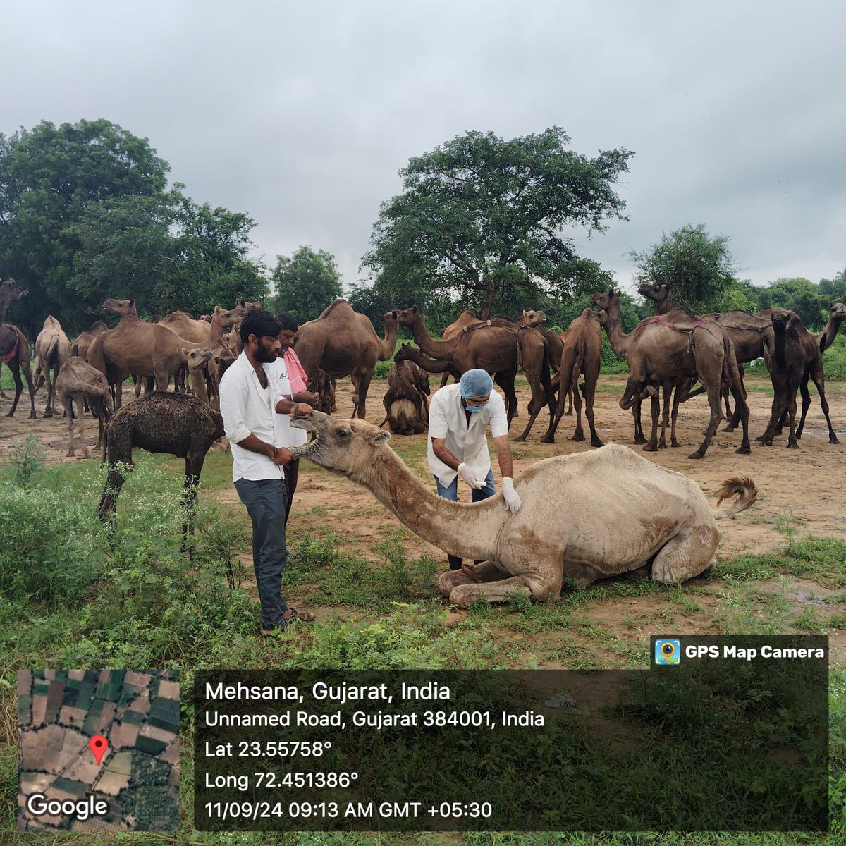 DDAHMehsana's tweet photo. દેવરાસણ ,શોભાસણ, મેવડ, તા. મહેસાણા ના ઊંટ વર્ગ ના પ્રાણી ઓને ઝેરબાજ અને ખસવિરોધી સારવાર યોજના અંતર્ગત કેમ્પ નું આયોજન કરવા માં આવ્યું. જેની અંદર પશુપાલકો ના કુલ: 95 પશુઓને નિઃશુલ્ક સારવાર આપવામાં આવી
#benifitsofscheme
@CollectorMeh
@ddo_mehsana
@infomahesanagog
@DoahGujarat https://t.co/PqZPqGRVF3