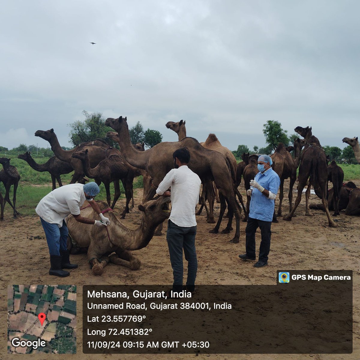 DDAHMehsana's tweet photo. દેવરાસણ ,શોભાસણ, મેવડ, તા. મહેસાણા ના ઊંટ વર્ગ ના પ્રાણી ઓને ઝેરબાજ અને ખસવિરોધી સારવાર યોજના અંતર્ગત કેમ્પ નું આયોજન કરવા માં આવ્યું. જેની અંદર પશુપાલકો ના કુલ: 95 પશુઓને નિઃશુલ્ક સારવાર આપવામાં આવી
#benifitsofscheme
@CollectorMeh
@ddo_mehsana
@infomahesanagog
@DoahGujarat https://t.co/PqZPqGRVF3