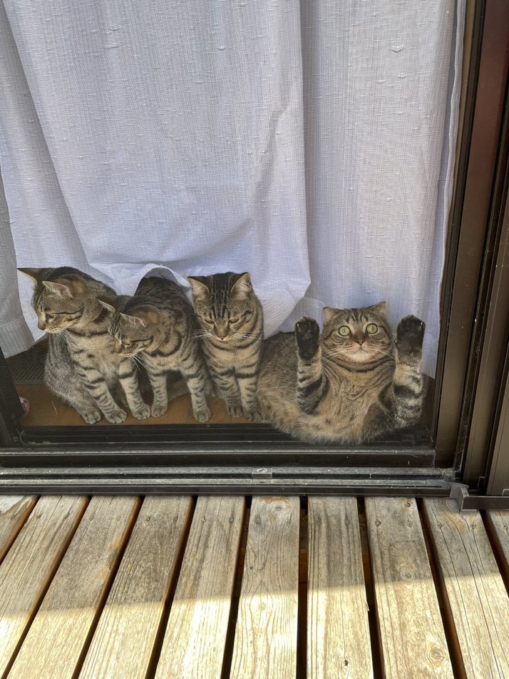 トドかと思った。