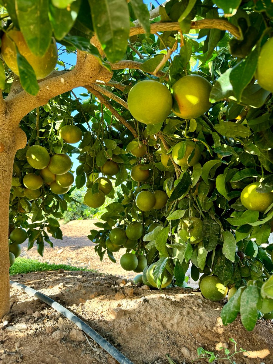 margalindo08's tweet photo. “No se trata de ser perfecto. Se trata de hacer lo correcto.”
 #AgrícolaGalindo #Naturalmente #Pomelo #Cítricos #Agro #Agricultura #Futuro #CampoDeCartagena #Murcia #Europa https://t.co/XybzkJNRH8