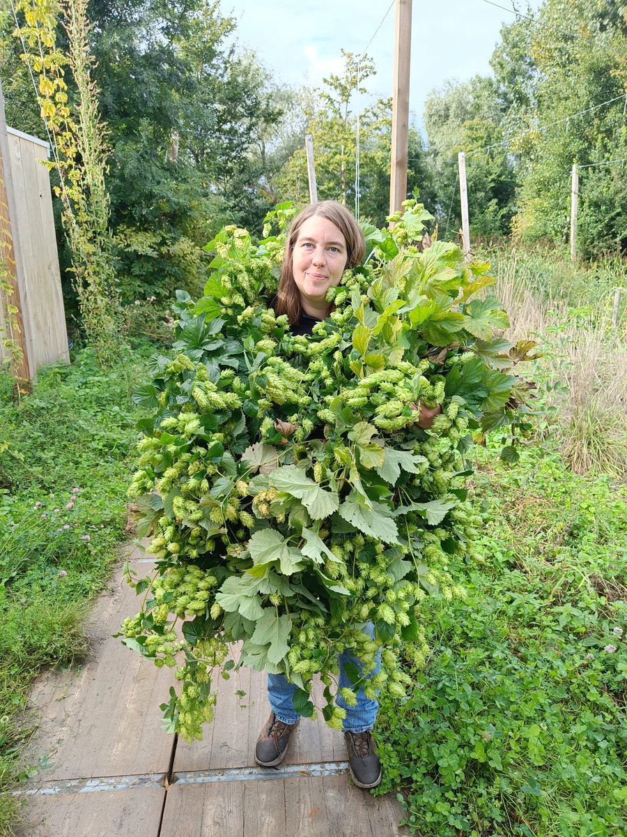 BrouwerijStijl's tweet photo. Kom je naar de Stijl Hopoogst?
Iedereen welkom!
Dinsdag 17 sept 10:00-13:00
Zaterdag 21 sept 11:00-16:00
Locatie: Utopia Eiland, groene oase in het stadshart van #Almere
We zien je daar!
#oogst #Brouwerij #Stijl #Hop #Hoptuin #Bier #beer #brewery #hops #Utopia https://t.co/K3f5P9QEe2