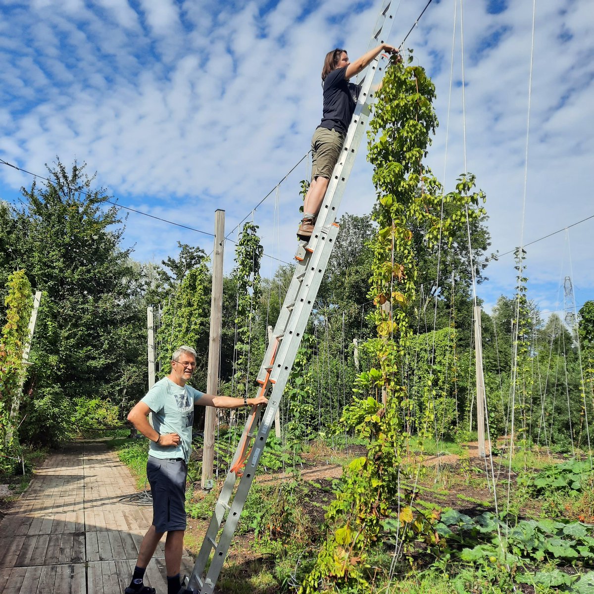 BrouwerijStijl's tweet photo. Kom je naar de Stijl Hopoogst?
Iedereen welkom!
Dinsdag 17 sept 10:00-13:00
Zaterdag 21 sept 11:00-16:00
Locatie: Utopia Eiland, groene oase in het stadshart van #Almere
We zien je daar!
#oogst #Brouwerij #Stijl #Hop #Hoptuin #Bier #beer #brewery #hops #Utopia https://t.co/K3f5P9QEe2