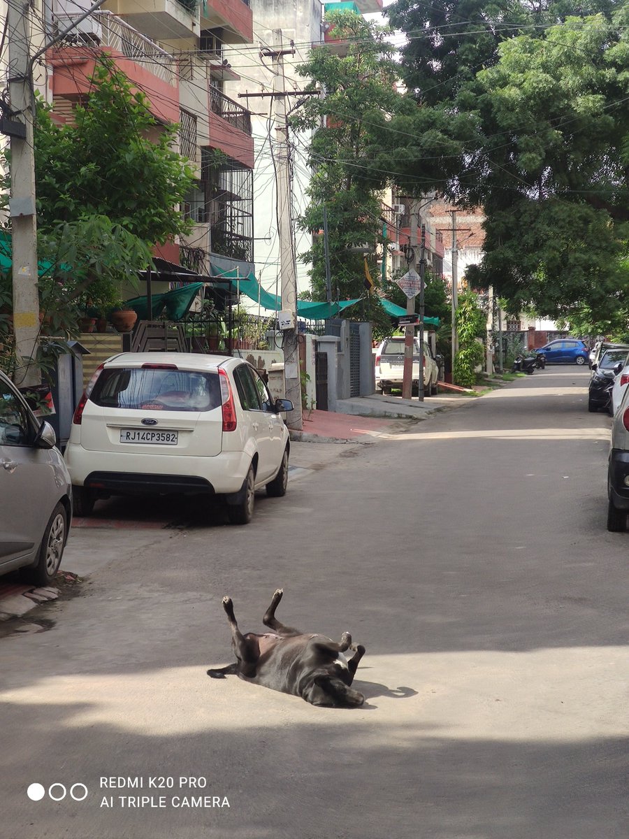 JSatawan's tweet image. Iske hi mje hai koi tension nhi life mei #Dogfun