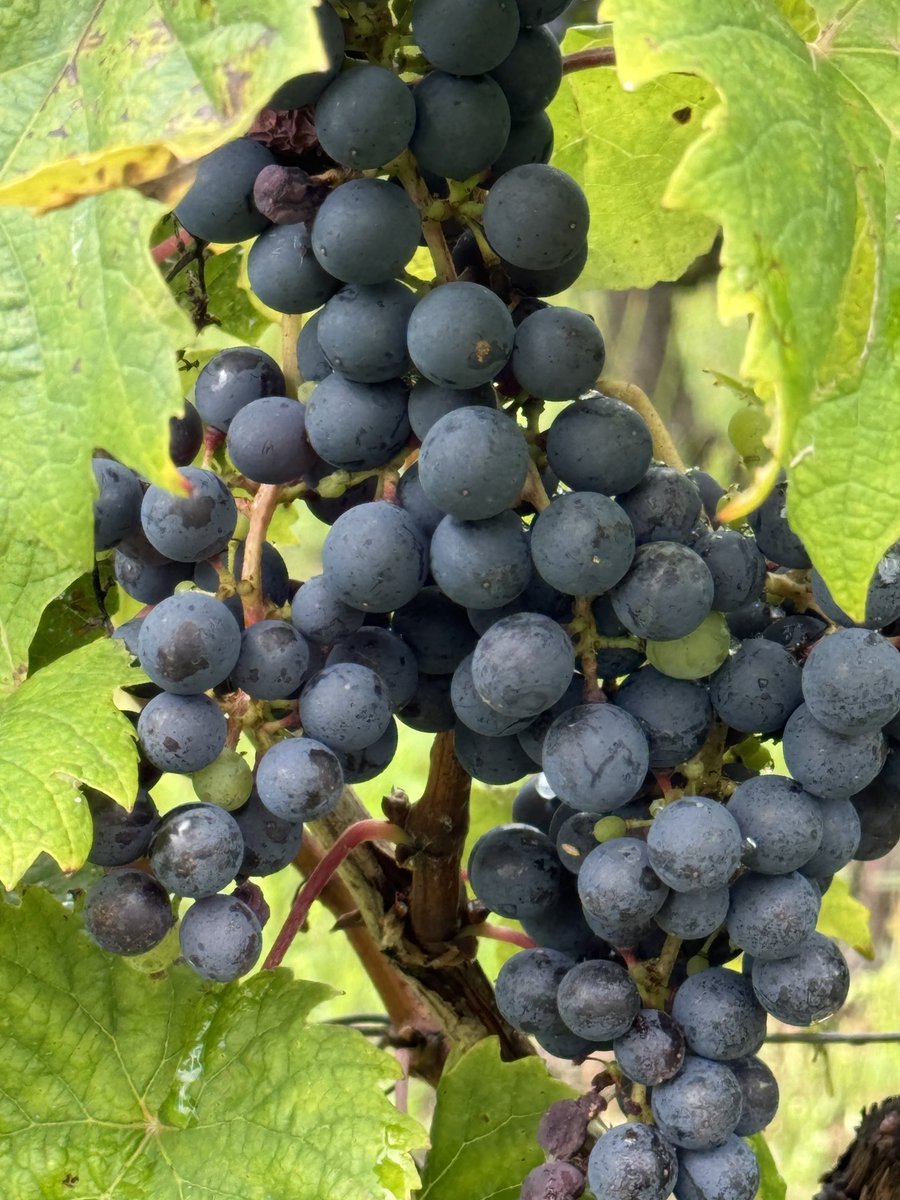 jane anson tweet media