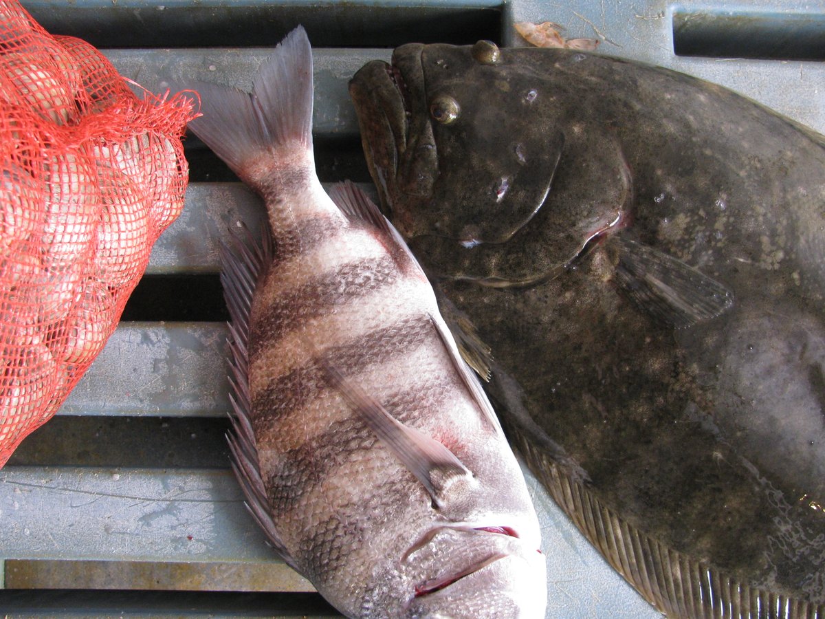 Joshua S. Stoll (@sea_the_people) on Twitter photo Are you involved in initiatives to strengthen local and regional seafood systems? <a href="/LocalCatch/">Local Catch Network</a> is embarking on its first-ever strategic plan and we want to hear from you. Share feedback on the future direction of the network here: rb.gy/6fi9tx #FindYourSeafoodWeek Are you involved in initiatives to strengthen local and regional seafood systems? <a href="/LocalCatch/">Local Catch Network</a> is embarking on its first-ever strategic plan and we want to hear from you. Share feedback on the future direction of the network here: rb.gy/6fi9tx #FindYourSeafoodWeek