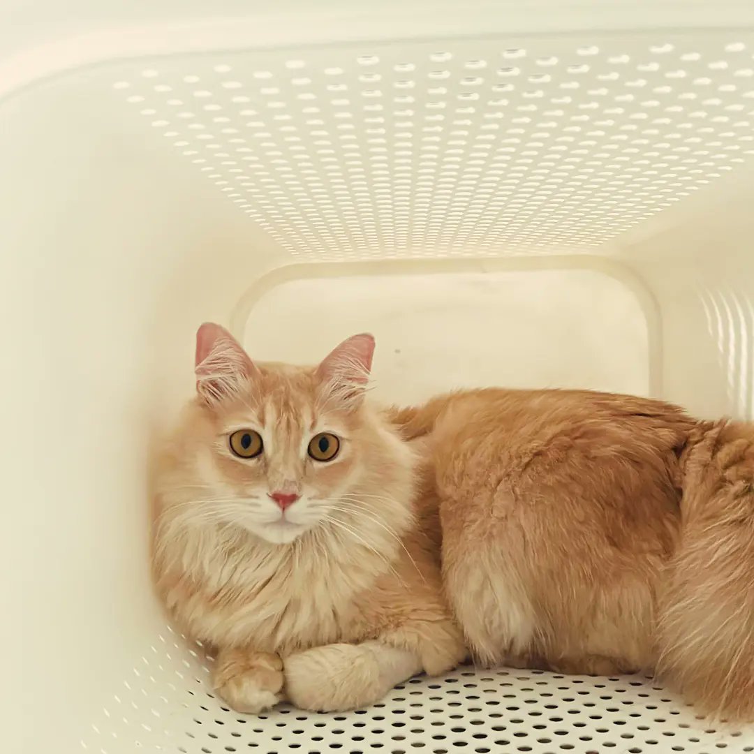 FiskaYenitaFK_'s tweet photo. Alhamdulillah, terima kasih banyak-banyak Anim & husb sebab percaya & gunakan khidmat kami. 😻
#petsitter #fipjourney #wetfip https://t.co/cTjNP45N5o
