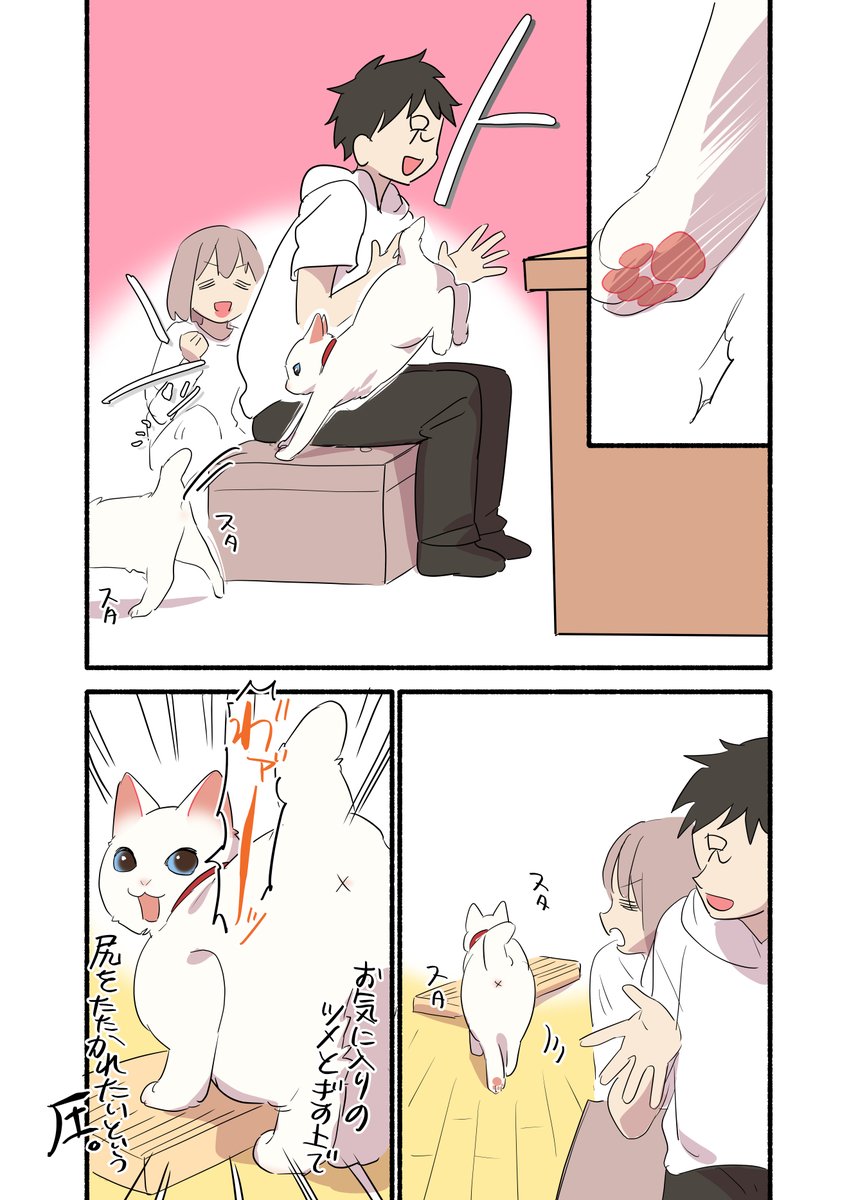 猫をひざに乗せられない兄の話(2/2)
#愛されたがりの白猫ミコさん 