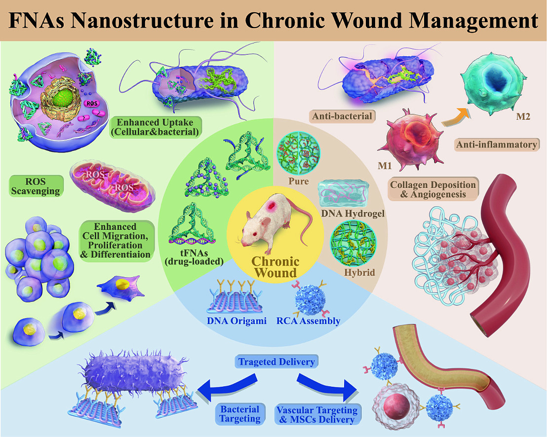 JCRnEDITORS's tweet image. Advances in DNA nanotechnology for chronic wound management: Innovative functional nucleic acid nanostructures for overcoming key challenges.
| Sirong Shi @SCUCN |
#DNAnanostructure #hydrogel #WoundManagement
doi.org/10.1016/j.jcon…