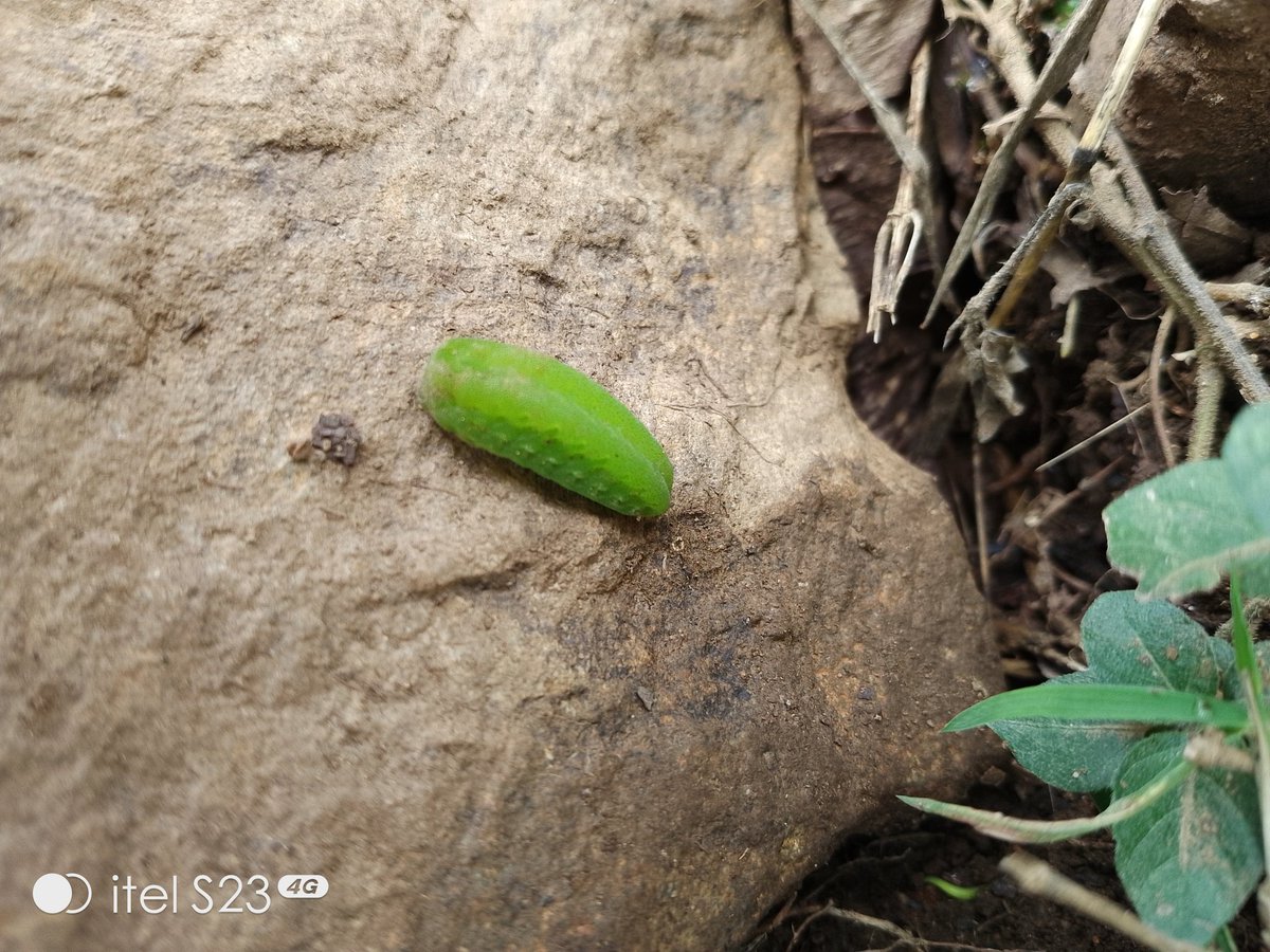 alecksers's tweet photo. @gmtord Nice find.
Could it be the same here.
This one was found in Mboroko wetland Maua in Meru county Kenya https://t.co/PUmLkzIJXC
