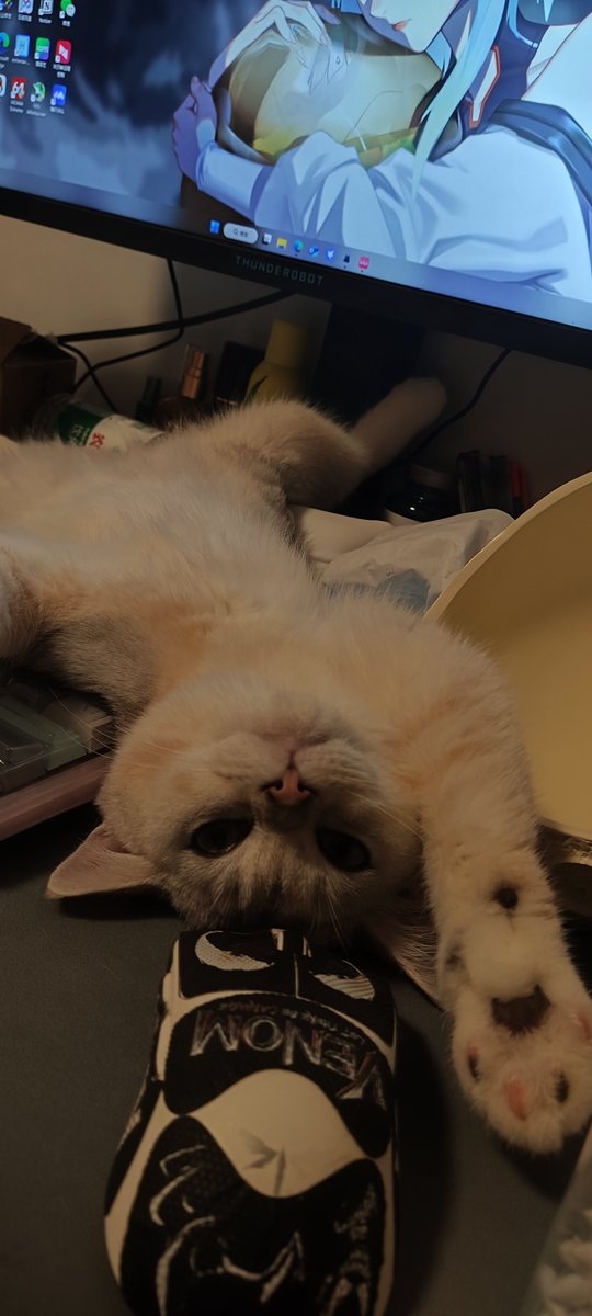 sig_M_'s tweet photo. 小东西这么惬意😼 https://t.co/8hkHXf1bPe