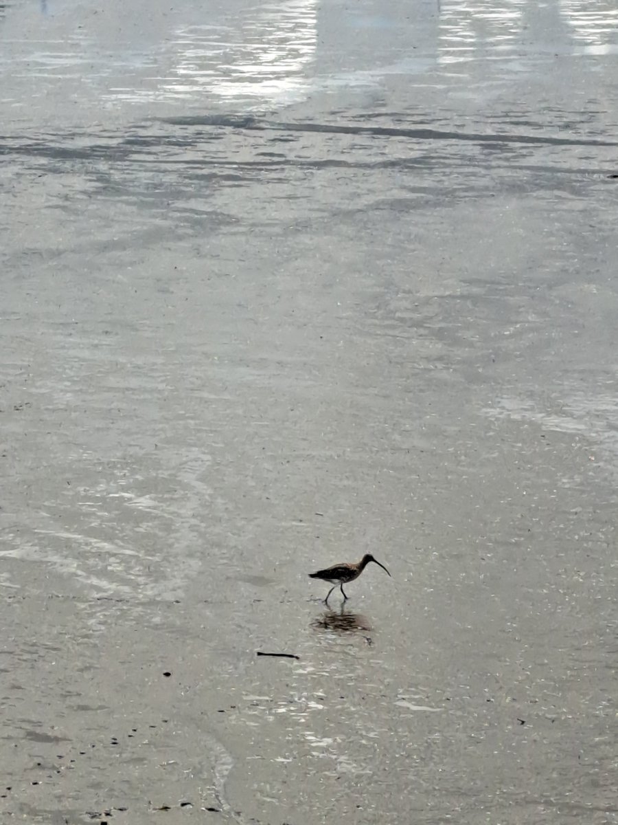 sparkybooks.co.uk walks #HadriansWall
Day 6: Heddon to Wallsend – Finally, we follow the Tyne into Newcastle below a multiplicity of bridges. Little evidence of the Romans, but a lone curlew probing the mudflats in the shadow of the Dunston coal staithes #NationalTrails