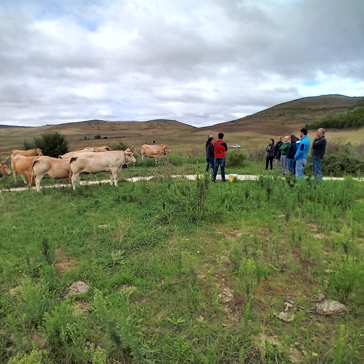 IntiaSa's tweet photo. #INTIA recibe al personal técnico de @lariojaorg para visitar el proyecto piloto #PDRNavarra 'Desarrollo y evaluación de modelo de pastoreo sostenible en pastos comunales' 🐄🐑
#FEADER #Olóriz #Navarra #ValladoVirtual #GestiónPastoreo #RazaPirenaica #ASPINA https://t.co/PYZhneIA9p