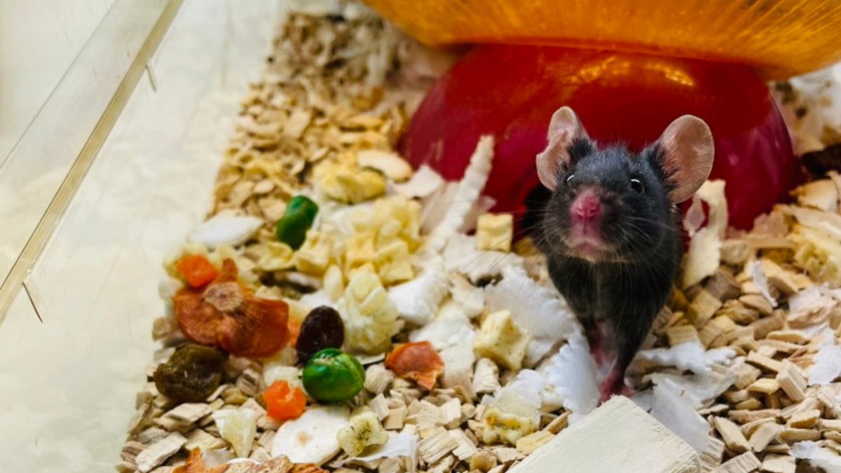 SWC_Neuro's tweet image. At SWC, we&apos;re committed to transparency in animal research and have published our 2023 #AnimalStats

Learn more about how we are minimising animal use while advancing neuroscience: sainsburywellcome.org/web/content/an…

@animalresearch @ukhomeoffice #AnimalResearch #ConcordatOpenness