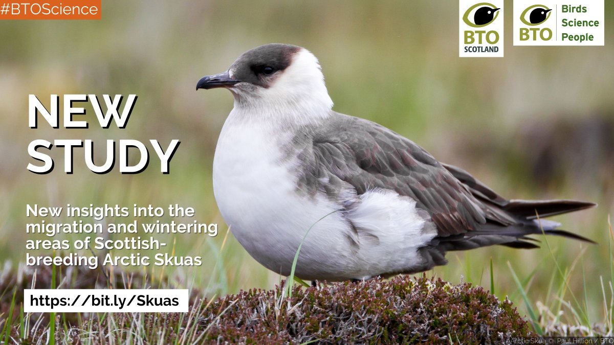 BTO Scotland (@bto_scotland) on Twitter photo 1/ Arctic Skuas are the fastest declining #seabirds in the UK. <a href="/BTO_Scotland/">BTO Scotland</a> has been trying to better understand their movements by fitting miniature, long-term tracking devices to birds nesting on Fair Isle in Shetland and Rousay in Orkney. Discover the results ⬇️ #BTOScience 1/ Arctic Skuas are the fastest declining #seabirds in the UK. <a href="/BTO_Scotland/">BTO Scotland</a> has been trying to better understand their movements by fitting miniature, long-term tracking devices to birds nesting on Fair Isle in Shetland and Rousay in Orkney. Discover the results ⬇️ #BTOScience
