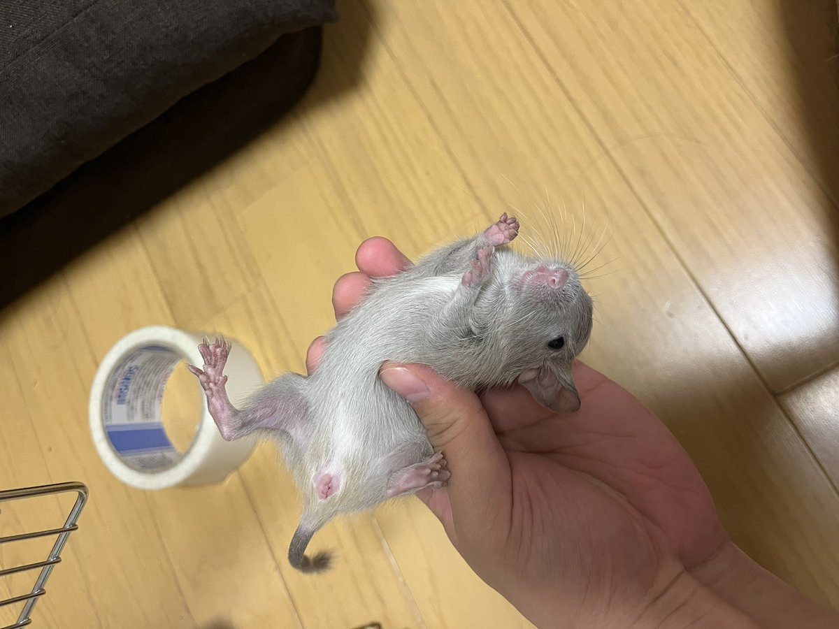 unknown001188's tweet photo. #ライラックデグーはいいぞ https://t.co/oDS0fflWXc
