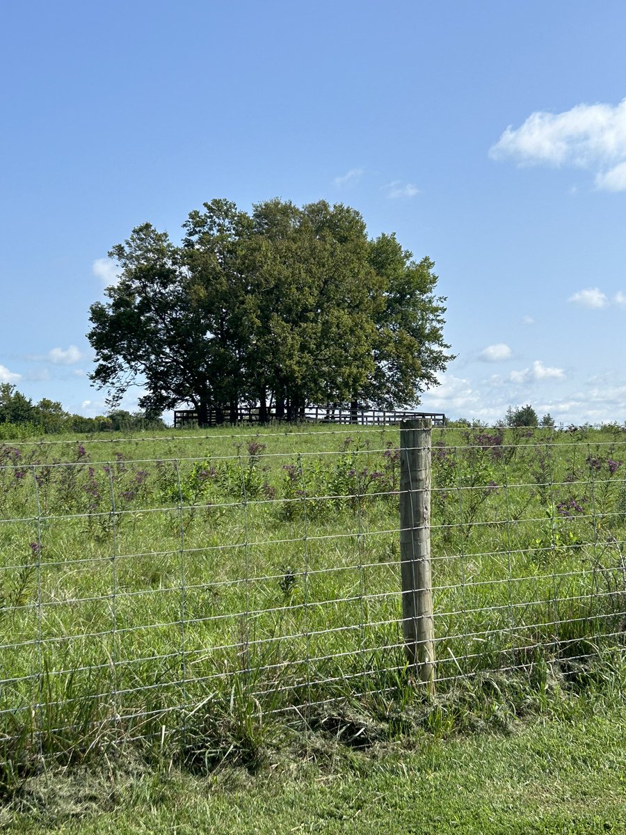 A pretty Kentucky meadow, by <a href="/Pastor3D/">Danny Davis</a>
