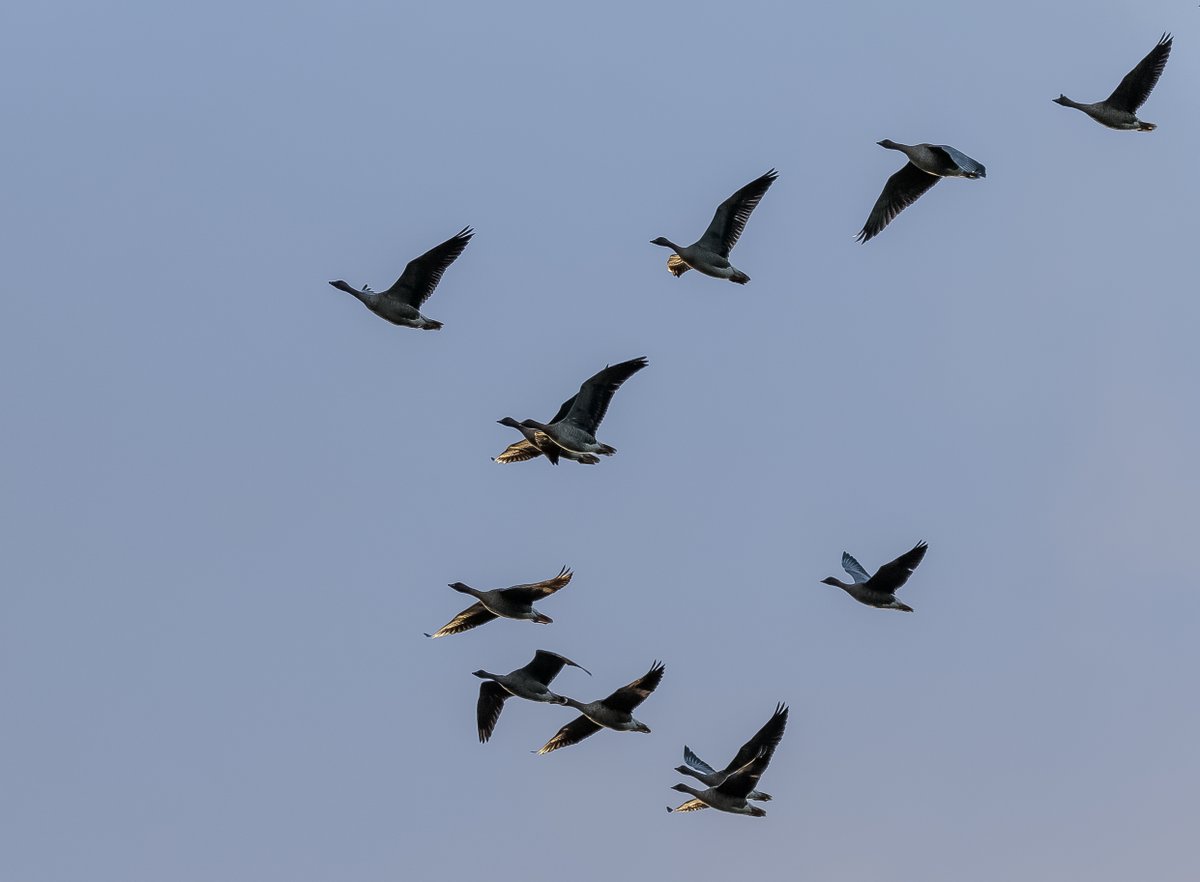 Our first pink-footed geese! 

11 were spotted flying over yesterday. Autumn is really here 🍂

📸 Alex Hillier

#Autumn #Geese