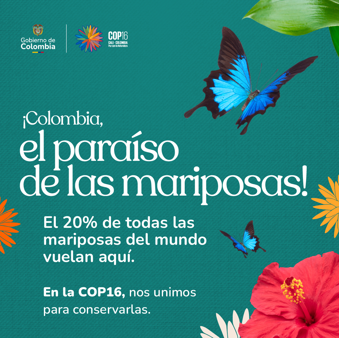 MinAmbienteCo's tweet photo. Como en la obra de Gabriel García Márquez, las mariposas reflejan la riqueza de nuestra biodiversidad. Antioquia, Boyacá, Caldas, Chocó, Magdalena, Meta, Risaralda, Sucre y Vaupés destacan por sus registros de mariposas. 🌺 #PazConLaNaturaleza es conservarlas y proteger nuestra riqueza natural. 🌿🦋