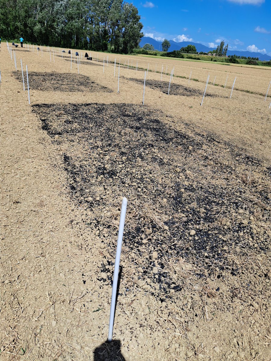 sharingmed's tweet photo. What is that strange black material?

#agriculture #farmingsystem https://t.co/PWRnt2TAS2