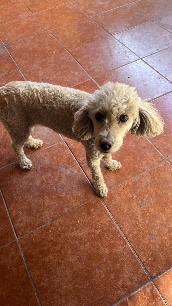 jana1903's tweet photo. Pucha!!!!! Se me perdió mi perrita 🐶 tiene 12 años se llama #Pucca en sector #VillaAyquina 😭😭😭 se vio por última vez a las 01:44 por favor 🙏🏻 #Calama quien la vea por ahí me avisa! No tiene colita y el nombre se lo puso mi #DinoFran 🙏🏻🙏🏻😭😭 https://t.co/AgIpNUv12J