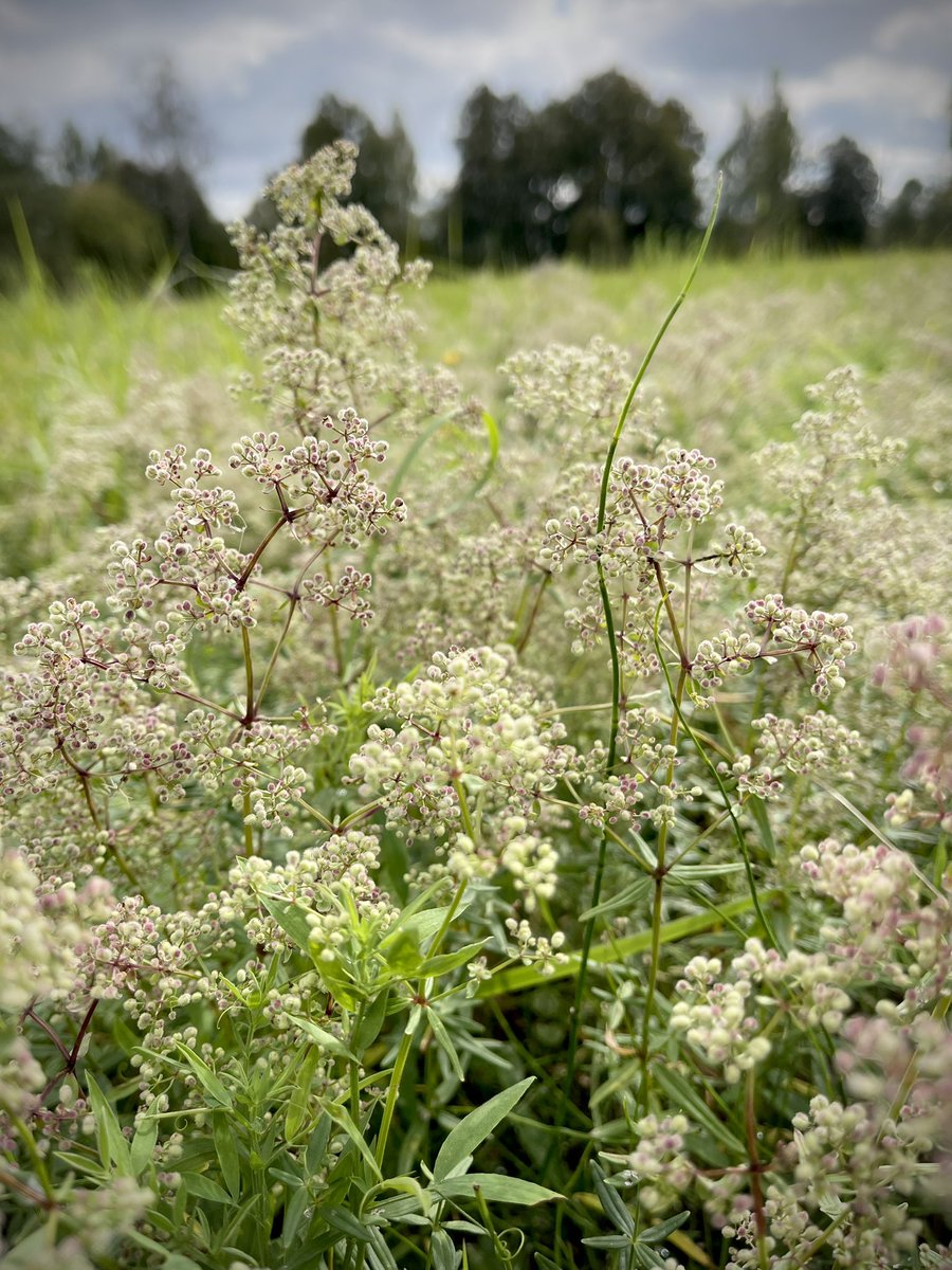 Starp-gadalaiku pļavas skats. Vēl zaļš, bet jau tuč tuč bordo. 
#visgarākā_vasara #galium_boreale