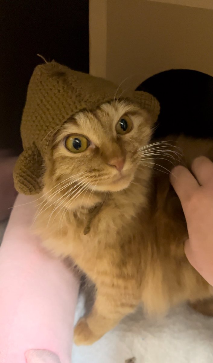hako__124's tweet photo. さる帽子🧶
#編み物 #ねこ https://t.co/mjloXcLPFG