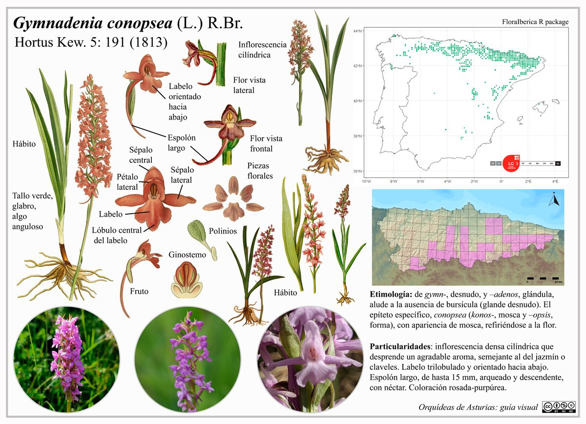Eduardo Cires (@eduardocires) on Twitter photo NUEVO 🧵(1/3)
Undécima ficha de la diversidad de ORQUÍDEAS presentes en ASTURIAS. En esta ocasión os presentamos: Gymnadenia conopsea
<a href="/IndurotUniovi/">Indurot</a> <a href="/UOdivulga/">UCC+I UniOvi</a> <a href="/uniovi_info/">Universidad Oviedo</a>
#BiodiversidaddeAsturias #orquídeas #orchids NUEVO 🧵(1/3)
Undécima ficha de la diversidad de ORQUÍDEAS presentes en ASTURIAS. En esta ocasión os presentamos: Gymnadenia conopsea
<a href="/IndurotUniovi/">Indurot</a> <a href="/UOdivulga/">UCC+I UniOvi</a> <a href="/uniovi_info/">Universidad Oviedo</a>
#BiodiversidaddeAsturias #orquídeas #orchids