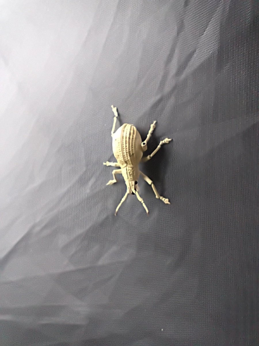 bh_nabin's tweet photo. Indonesian broad nosed weevil? https://t.co/FPYU2ixXPp