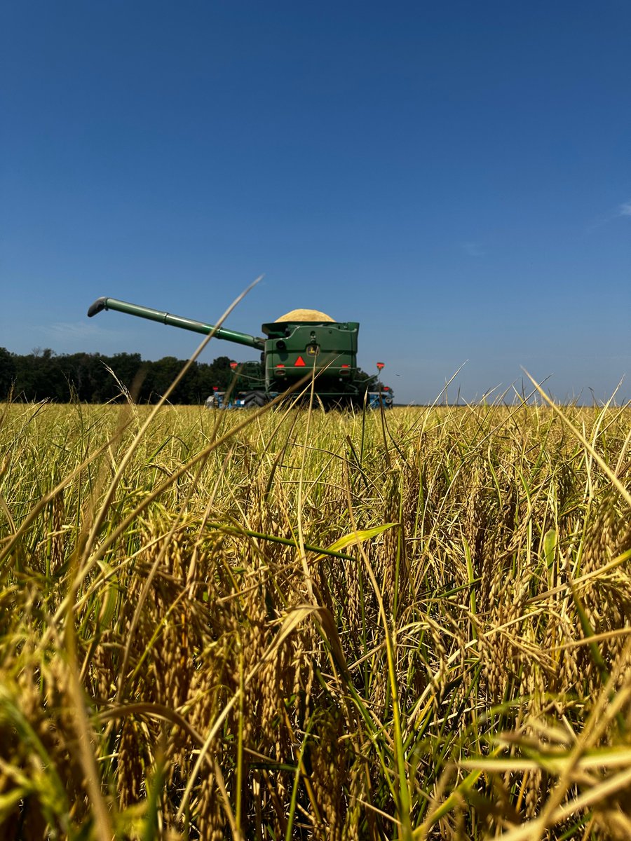 It’s Rice Month, and we’re ready to celebrate! We take pride in sourcing our premium rice from Isbell Farms in Humnoke, Arkansas. Come raise a glass with us and celebrate all things rice! Join us at Lost Forty on September 21 from 12-3 PM for a day full of fun!