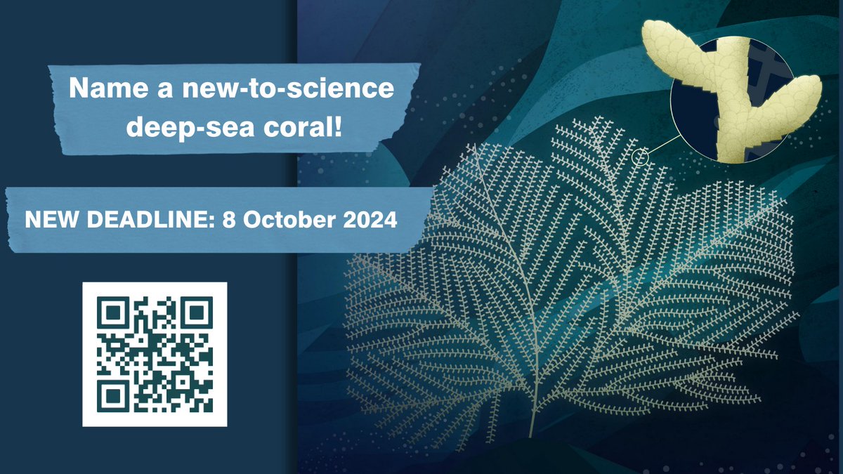 Deep Sea Conservation Coalition (@deepseaconserve) on Twitter photo 🚨 We have extended the deadline for the new coral's name. You now have until October 8th!
Just submit your name suggestion and a 250-500 word explanation to help name this new deep-sea coral! 🐠
Take this opportunity now ➡️ deep-sea-conservation.org/coral-naming-c… <a href="/Dr_MTaylor/">Dr Michelle Taylor</a> 🚨 We have extended the deadline for the new coral's name. You now have until October 8th!
Just submit your name suggestion and a 250-500 word explanation to help name this new deep-sea coral! 🐠
Take this opportunity now ➡️ deep-sea-conservation.org/coral-naming-c… <a href="/Dr_MTaylor/">Dr Michelle Taylor</a>