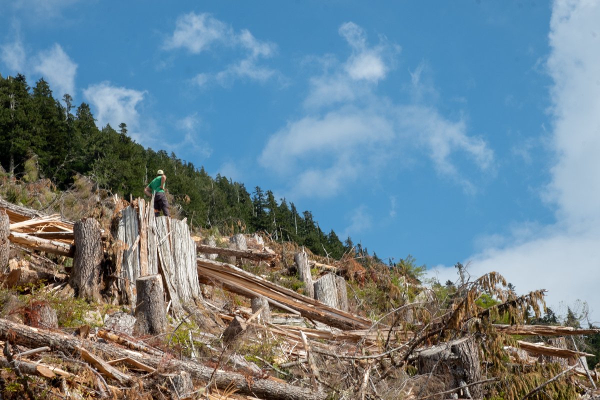 TorranceCoste's tweet photo. Four years ago today, the @bcndp released the Old Growth Strategic Review and committed to taking immediate action to protect at-risk forests.

Since then, they've allowed corporations to destroy tens of thousands of hectares of the most threatened old-growth in BC. 
#bcpoli https://t.co/zTfYlqSBhm