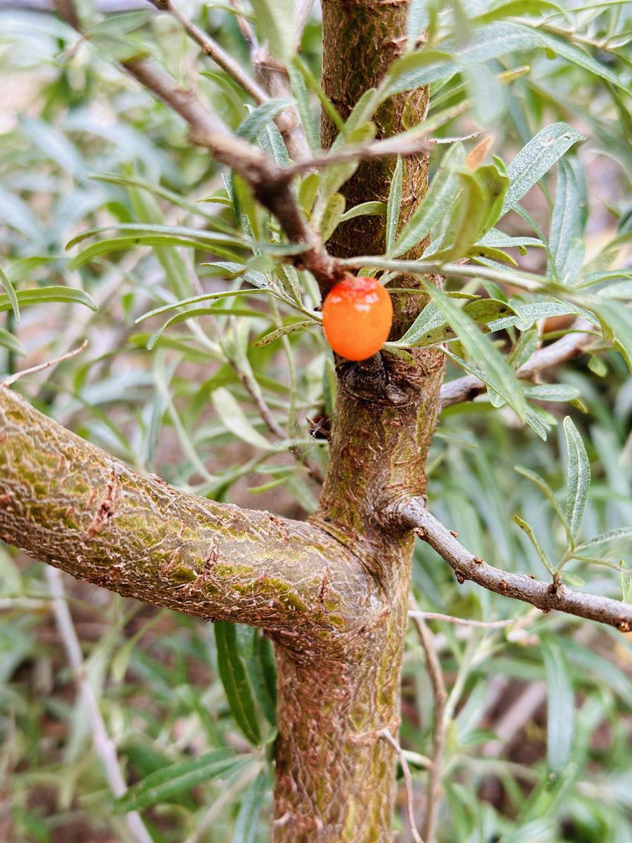 Kun joudut uutterasti luottamaan supermarjan voimaan, sillä koko sato on kuvassa. 💪🏼😂
