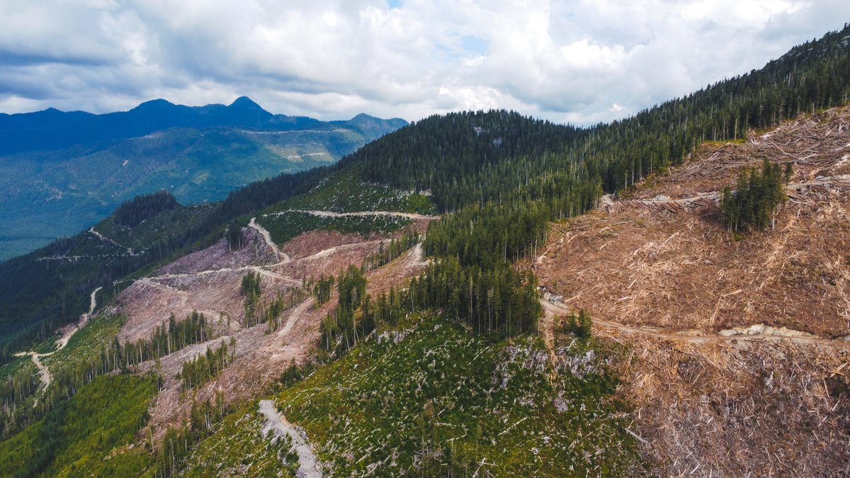 TorranceCoste's tweet photo. Four years ago today, the @bcndp released the Old Growth Strategic Review and committed to taking immediate action to protect at-risk forests.

Since then, they've allowed corporations to destroy tens of thousands of hectares of the most threatened old-growth in BC. 
#bcpoli https://t.co/zTfYlqSBhm
