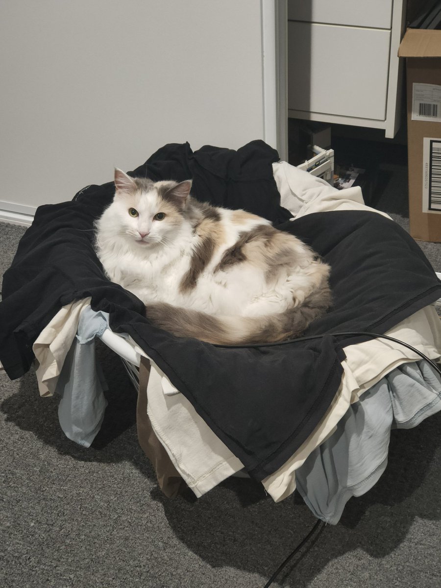 Does anyone else cat push it just a little too far?