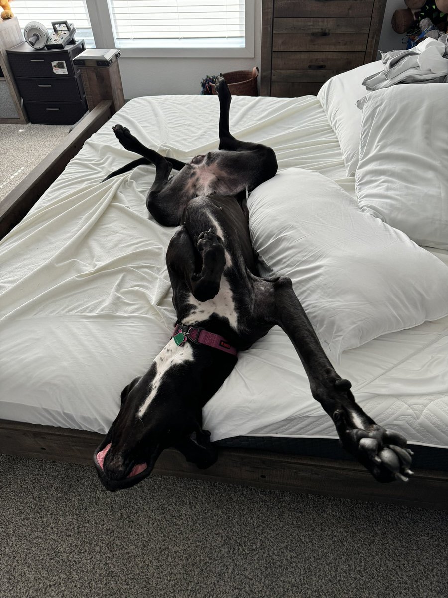 🏳️‍🌈 Cosplaying Simba 🇮🇱🇮🇱🇮🇱 @ MFF tweet media