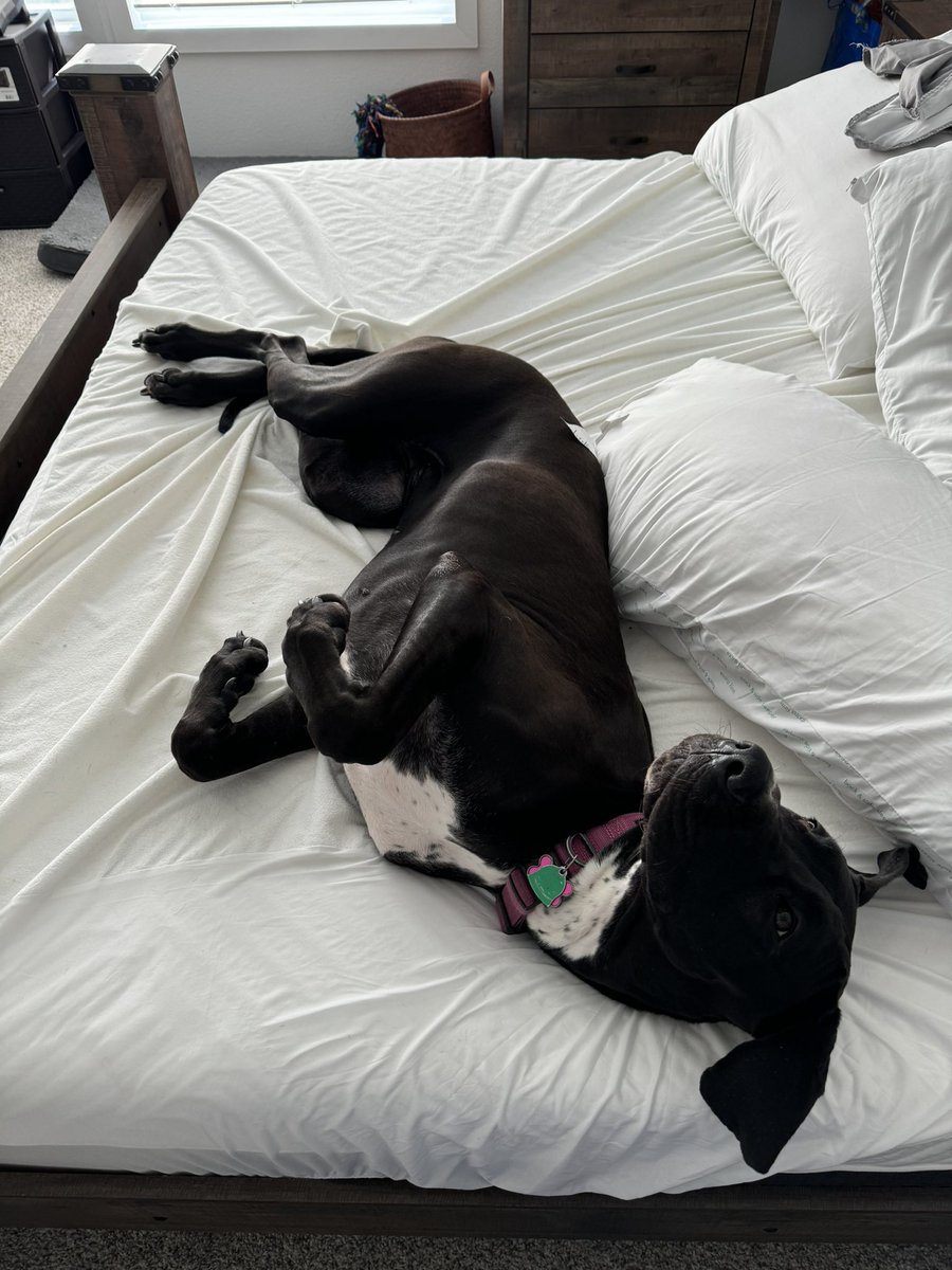 🏳️‍🌈 Cosplaying Simba 🇮🇱🇮🇱🇮🇱 @ MFF tweet media