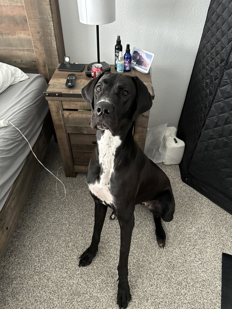 🏳️‍🌈 Cosplaying Simba 🇮🇱🇮🇱🇮🇱 @ MFF tweet media