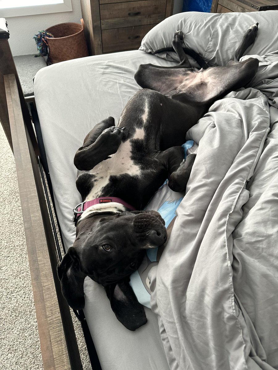 🏳️‍🌈 Cosplaying Simba 🇮🇱🇮🇱🇮🇱 @ MFF tweet media