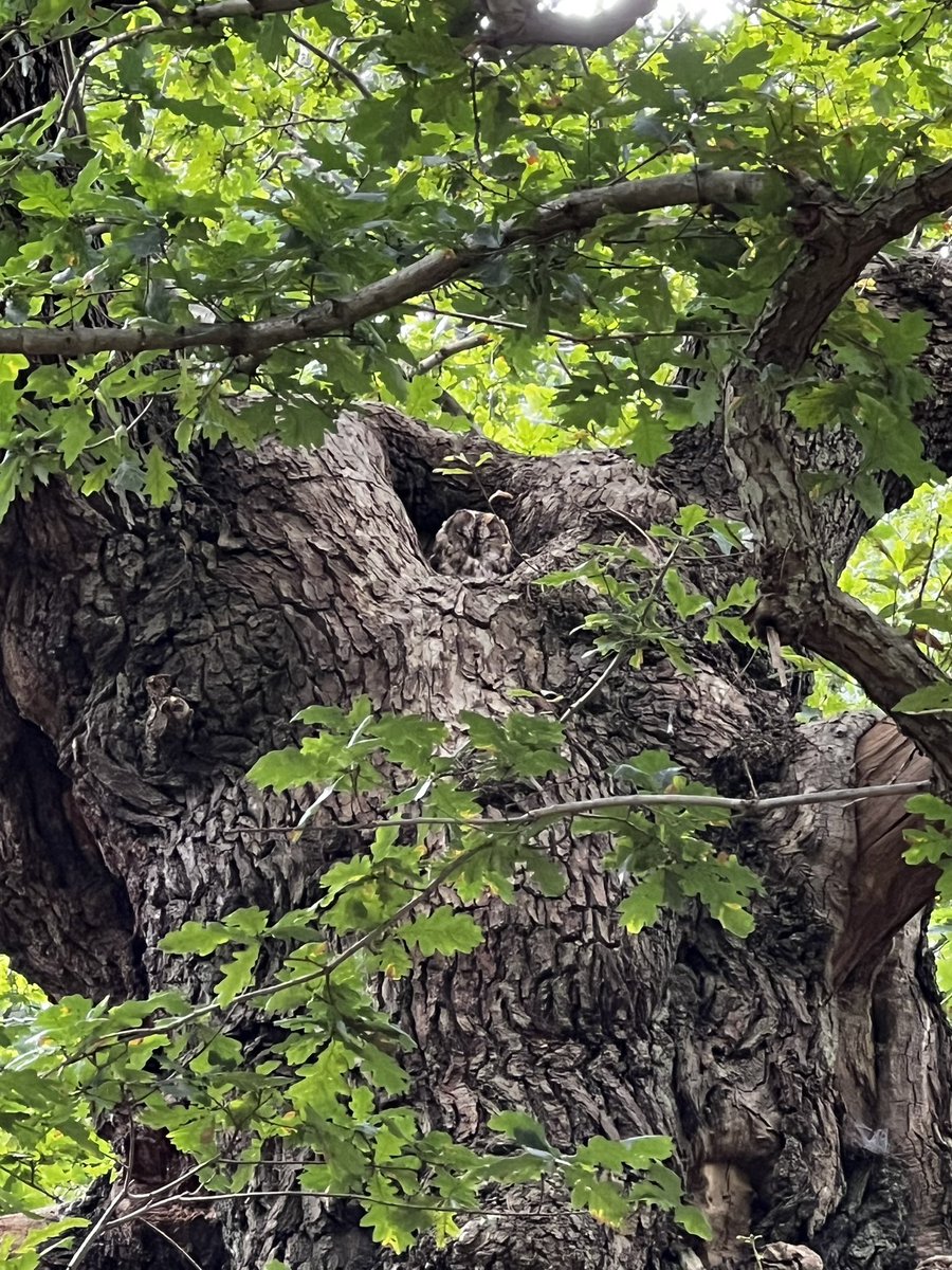 A nice spot during my walk around <a href="/RSPBSherwood/">Sherwood Forest</a> this morning.