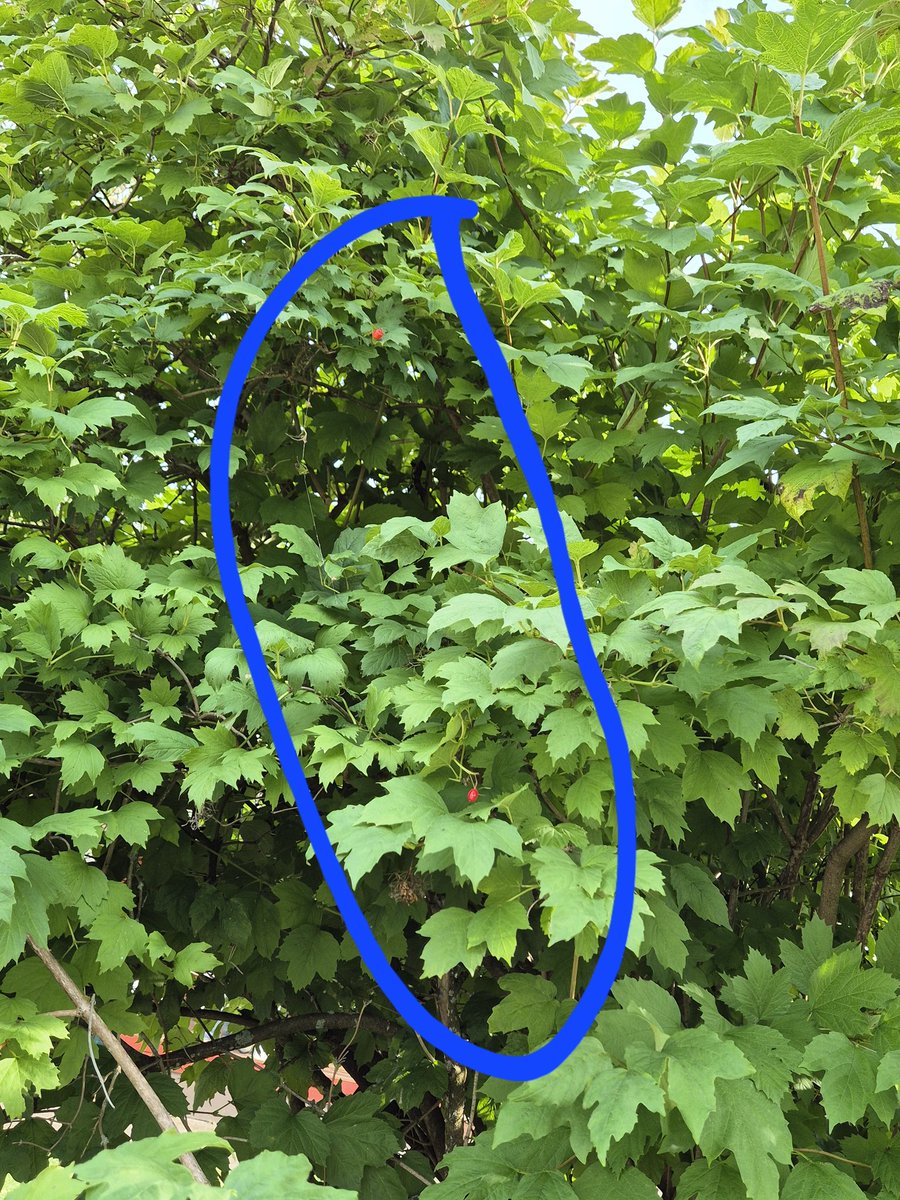 Kyllä näitä marjoja muutama taas löytyy meidänkin lumipalloheisipuusta <a href="/SeijaPaasonen/">Seija Paasonen</a> Tää lumipalloheisi on aikas vanha ja isohkokin,leikattu aika reilusti,kun muuan kesä takaperin oli paljon lumipalloja ja talvella lunta. Mut nättihän tuo on.