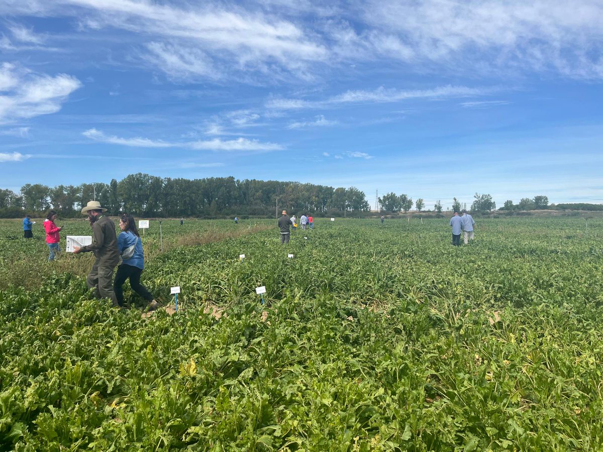 Hoy hemos estado trabajando en el campo de ensayo de Villanueva de San Mancio, en la provincia de Valladolid, donde hemos estado analizando diferentes variedades de remolacha #campo #investigación #remolacha #azúcar