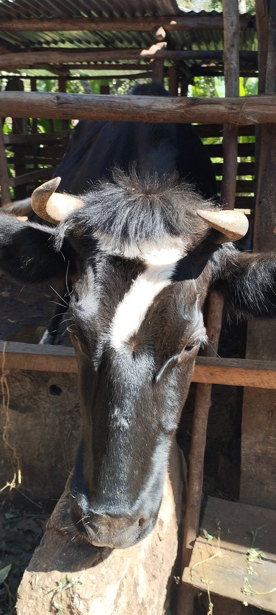 g_droppa's tweet photo. Our cow has a perfect 7 spot and I think the boys will like it https://t.co/Wjrw0vMsWt